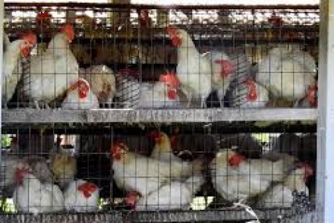 ONG avalia políticas de galinhas livres de gaiolas.